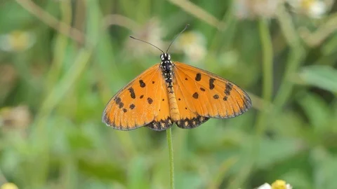 Orange butterfly in meadow. Stock Footage 119652735