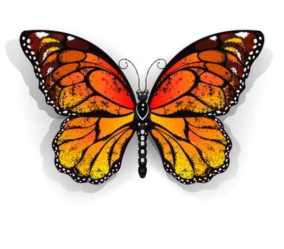Orange butterfly monarch Stock Illustration