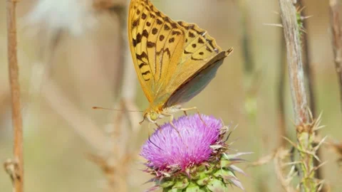An orange butterfly opening its wings wide on a colorful wild flower, captur Stock Footage 340982446