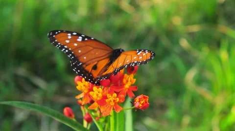 Orange butterfly on orchid field. Stock Footage