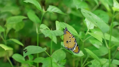 Orange butterfly pattern on green leaves in natural garden Stock Footage 164312311