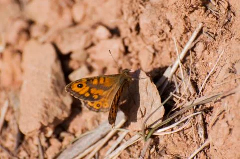 Orange butterfly 写真素材