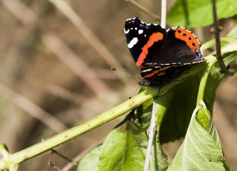 Orange butterfly Stock Photos