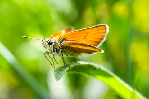 Orange butterfly Stock Photos