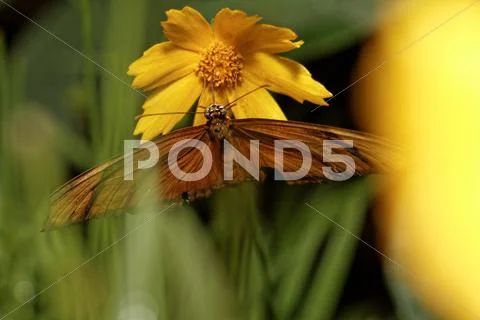 Orange butterfly Stock Photos