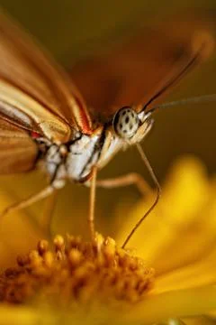 Orange butterfly Stock Photos