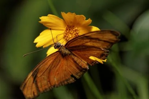 Orange butterfly Stock Photos