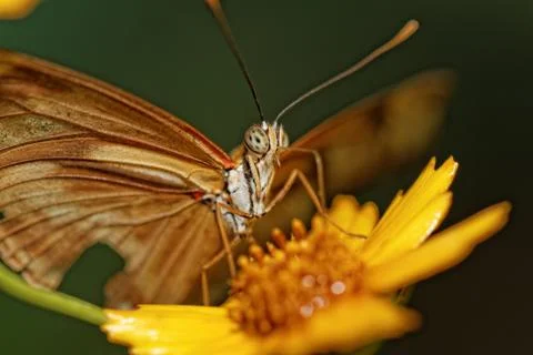 Orange butterfly Stock Photos
