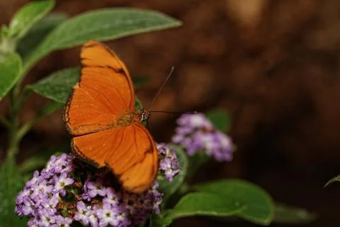 Orange butterfly Stock Photos
