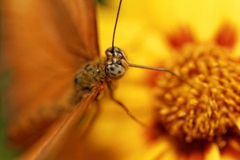 Orange butterfly Stock Photos