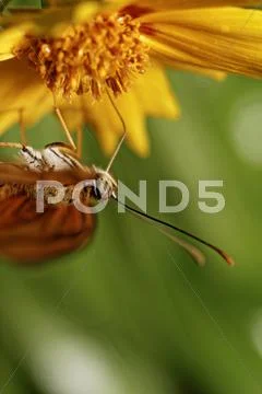 Orange butterfly Stock Photos
