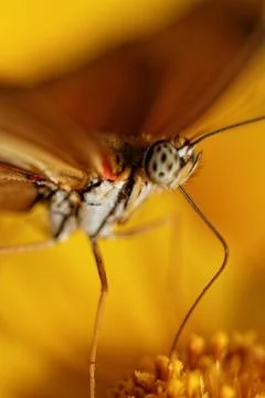 Orange butterfly Stock Photos