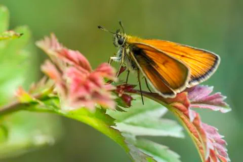 Orange butterfly Stock Photos