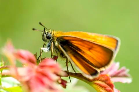Orange butterfly Stock Photos
