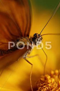 Orange butterfly Stock Photos