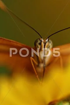 Orange butterfly Stock Photos