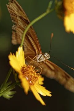 Orange butterfly Stock Photos