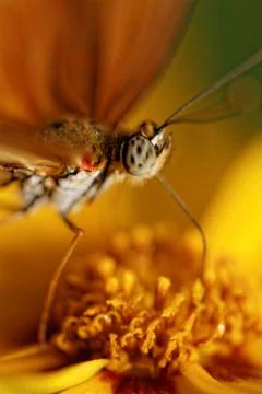 Orange butterfly Stock Photos