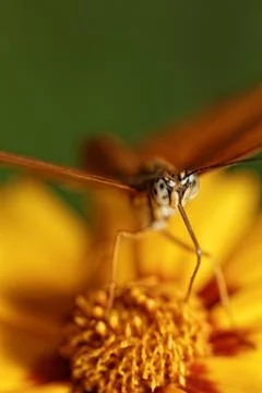 Orange butterfly Stock Photos