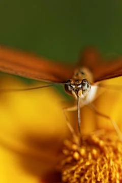 Orange butterfly Stock Photos
