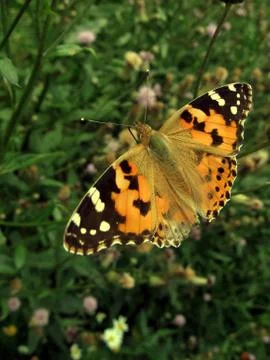 Orange butterfly Foto stock