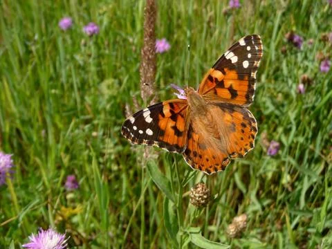 Orange butterfly Stock Photos