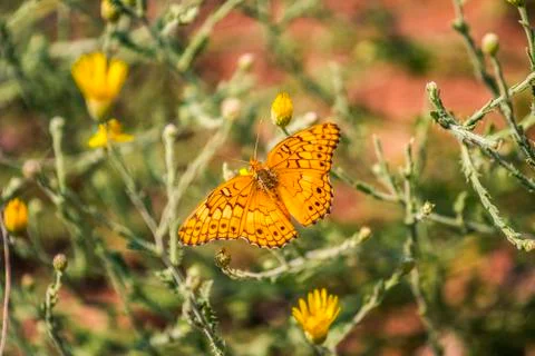 Orange butterfly Stock Photos