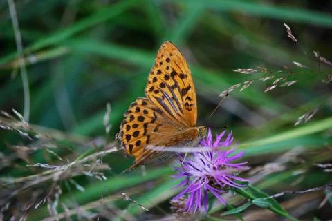 Orange Butterfly Stock Photos