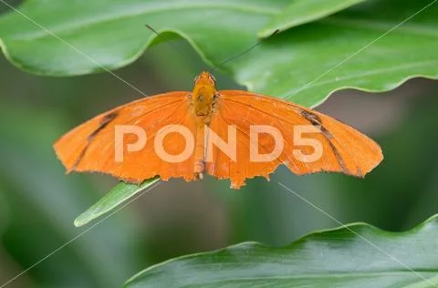 Orange Butterfly Stock Photos