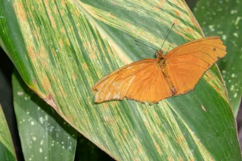 Orange butterfly Stock Photos