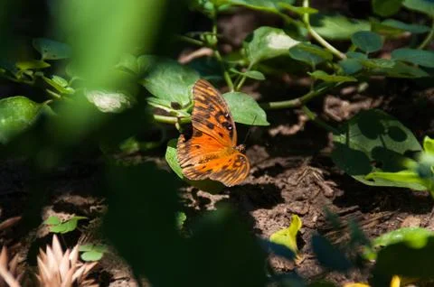 Orange butterfly Stock Photos