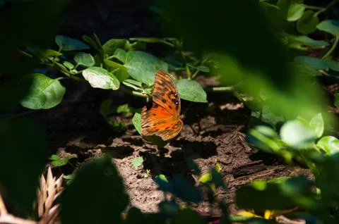 Orange butterfly Stock Photos