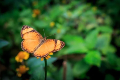 Orange butterfly Stock Photos