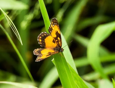 Orange butterfly Stock Photos