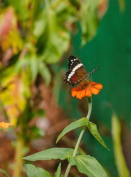Orange butterfly Stock Photos