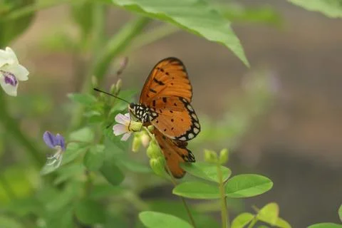 Orange Butterfly Foto stock
