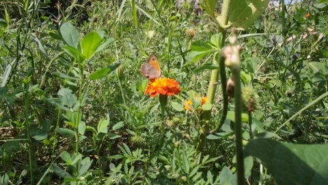 Orange butterfly on a red flower Video stock 87101167