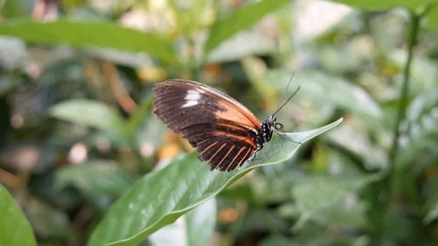 Orange Butterfly Resting Video stock 96754123