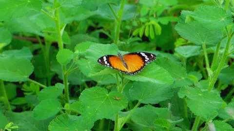 Orange butterfly resting on ground Stock Footage 322725780