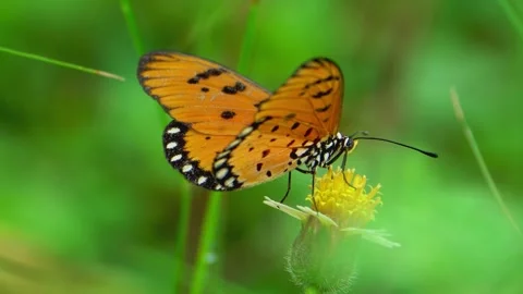 Orange butterfly resting on ground Stock Footage 322725915