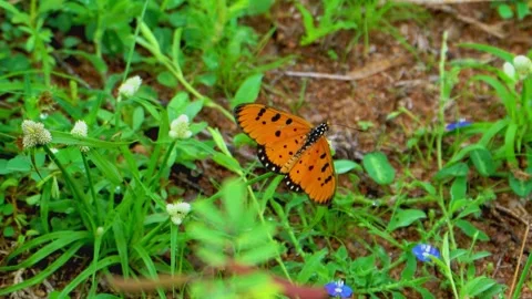 Orange butterfly resting on ground Stock Footage 322726055