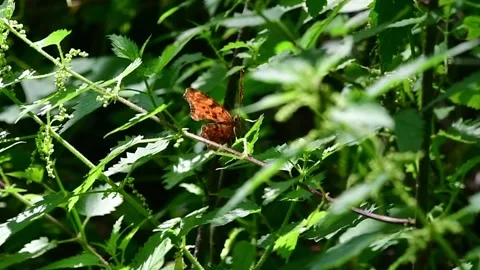 Orange Butterfly resting on leaf Stock Footage 246943149