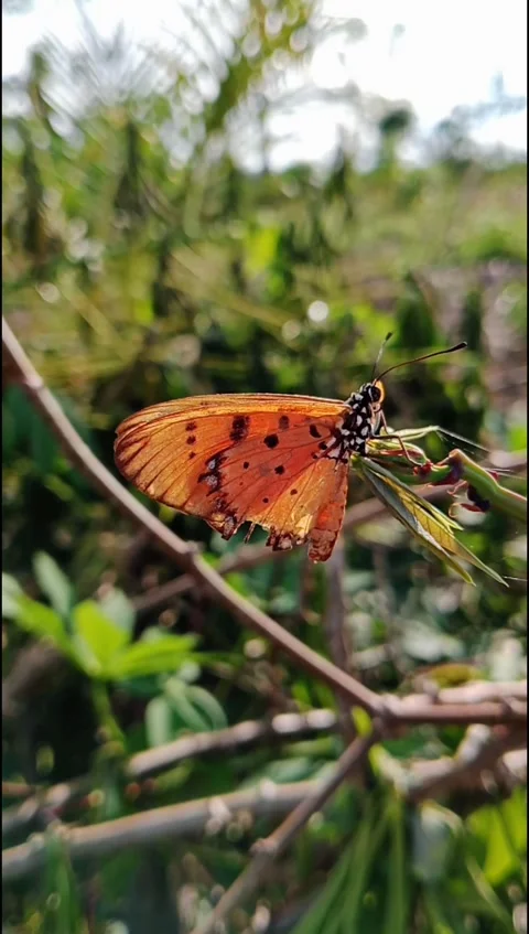 Orange Butterfly Resting Still on Leaf in Natural Light Stock Footage 331552368
