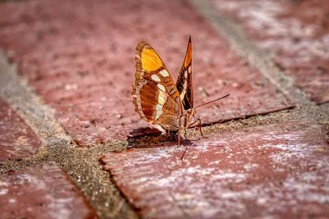 An Orange Butterfly sitting on bricks Foto stock