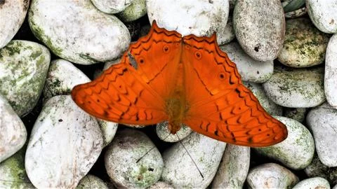 Orange butterfly sitting on pebbles. Stock Photos