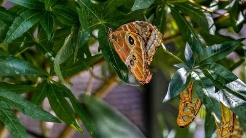 An Orange Butterfly in a tree 스톡 사진