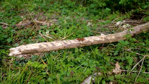 Orange butterfly on a tree trunk in the forest Video stock 132345418