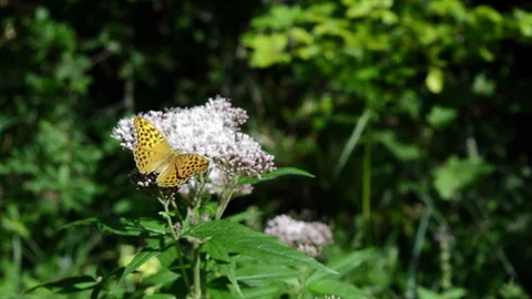 Orange Butterfly Waves Its Wings on a Purple Flower Stock Footage 93862433