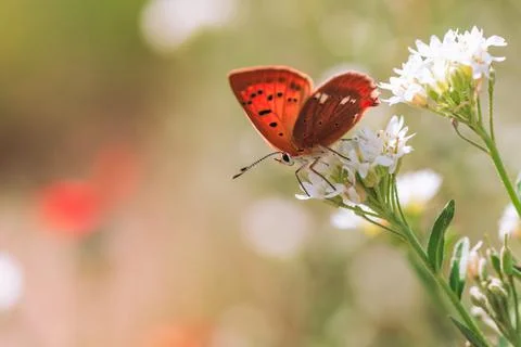 Orange butterfly on a white flower on a summer day Stock Photos