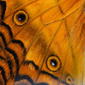 Orange butterfly wing Stock Photos
